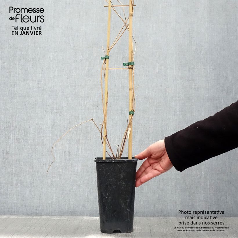 Spécimen de Clématite - Clematis montana Spooneri Pot de 2L/3L tel que livré en hiver