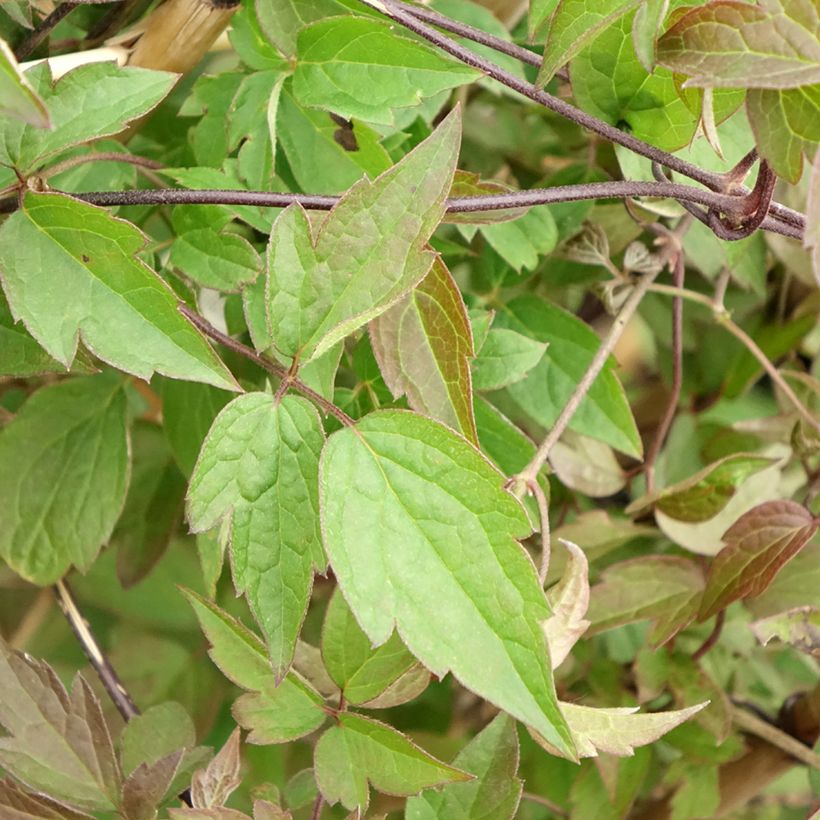 Clématite - Clematis montana Spooneri (Feuillage)