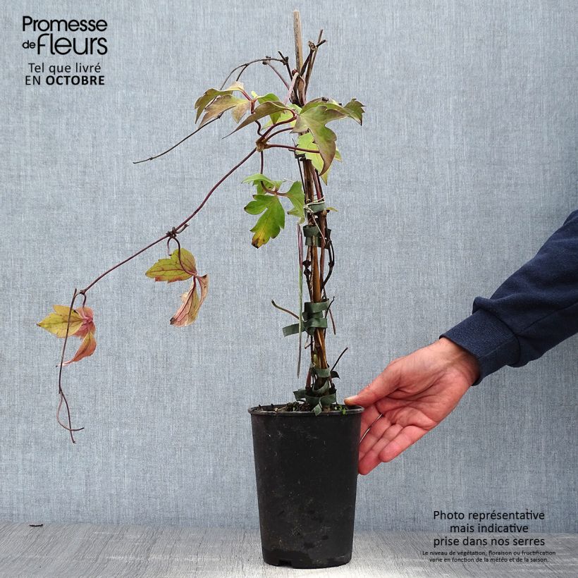 Spécimen de Clématite - Clematis montana Tetrarose Pot de 2L/3L tel que livré en automne