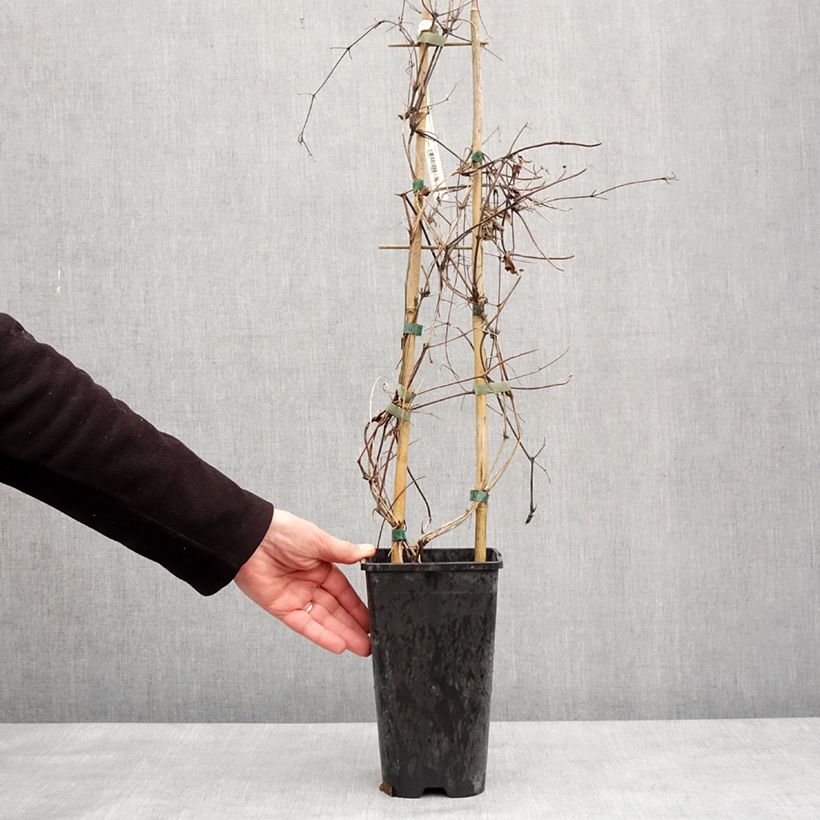 Spécimen de Clématite - Clematis Mrs N. Thompson Pot de 3L/4L tel que livré en hiver