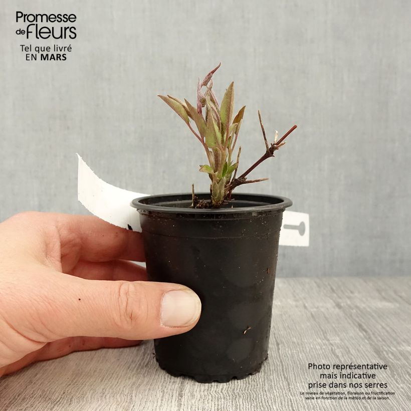 Spécimen de Clématite - Clematis Multi Blue Godet de 8/9 cm tel que livré au printemps