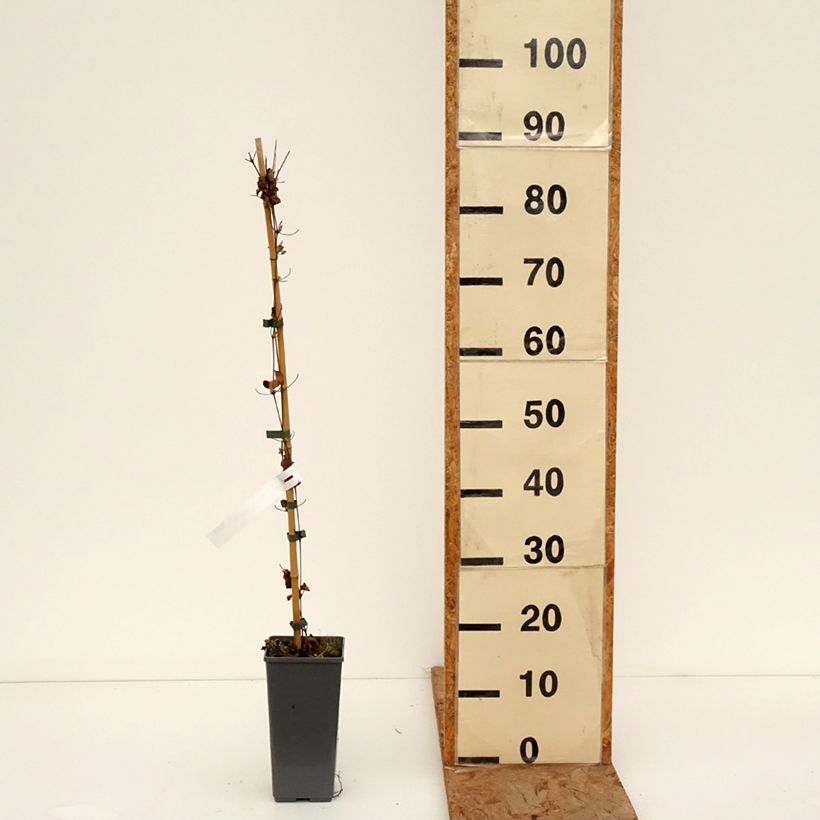 Spécimen de Clématite - Clematis My Darling Pot de 2L/3L tel que livré en hiver