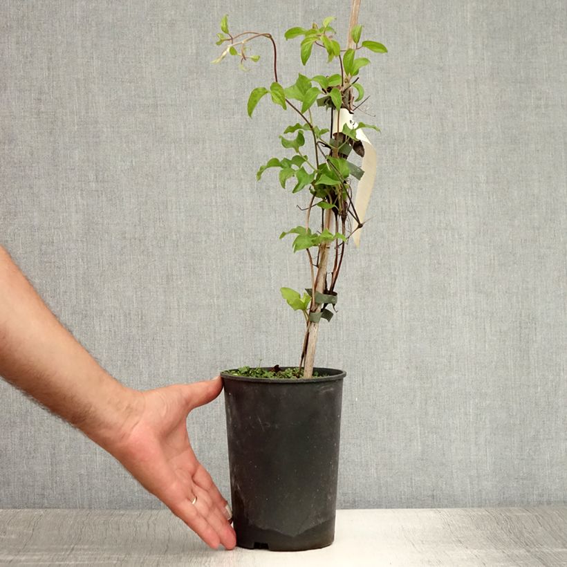 Spécimen de Clématite -Clematis Myosotis Pot de 2L/3L tel que livré en été
