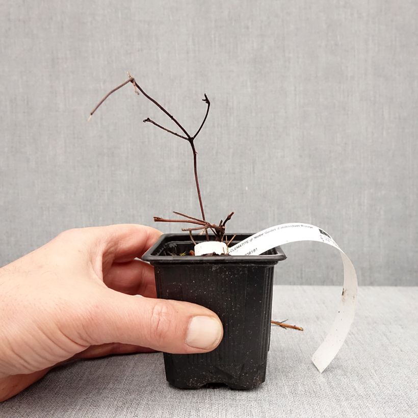 Spécimen de Clématite - Clematis Niobe Godet de 8/9 cm tel que livré en hiver