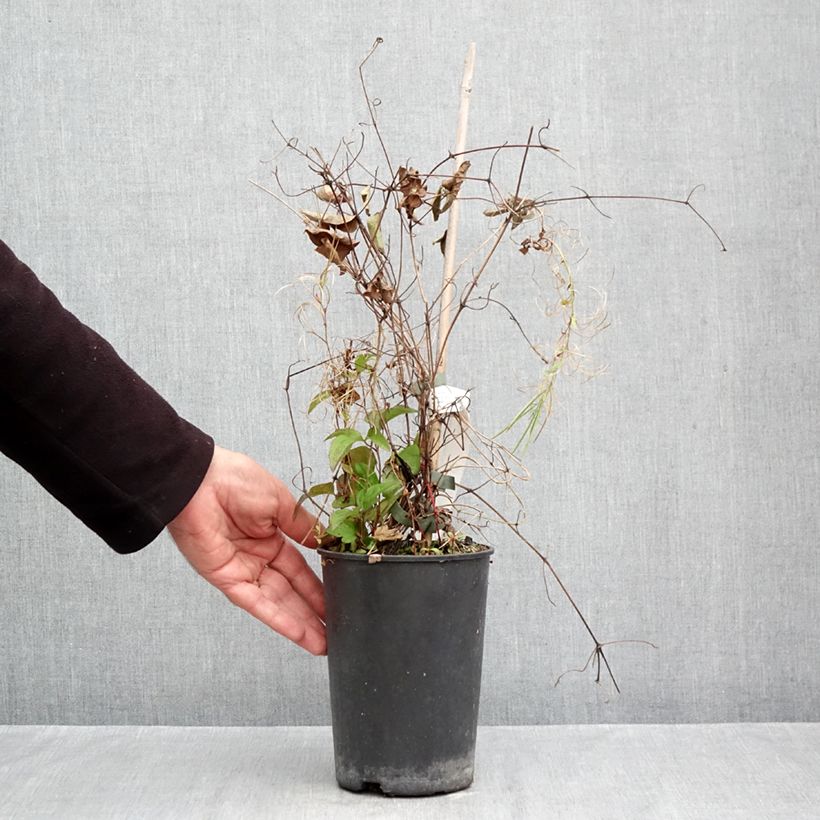 Spécimen de Clématite - Clematis Niobe Pot de 2L/3L tel que livré en automne