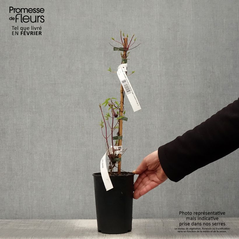 Spécimen de Clématite - Clematis ochroleuca (alpina) Tage Lundell Pot de 2L/3L tel que livré en hiver