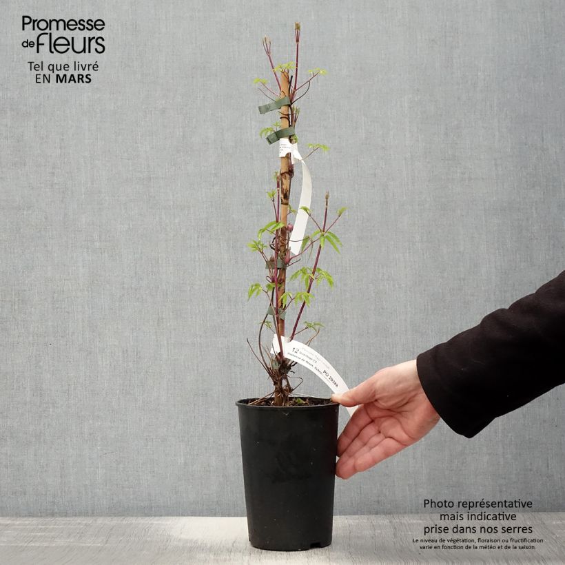 Clematis Tage Lundell Maceta 2L/3L Ejemplar entregado en la primavera