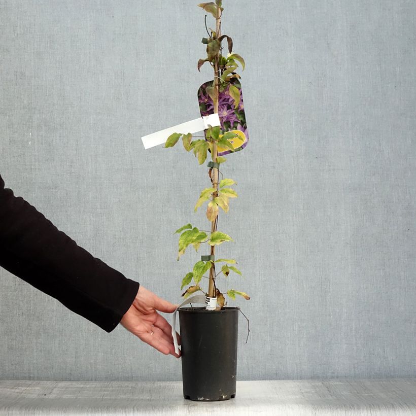 Spécimen de Clématite - Clematis Palette  Pot de 2L/3L tel que livré en automne