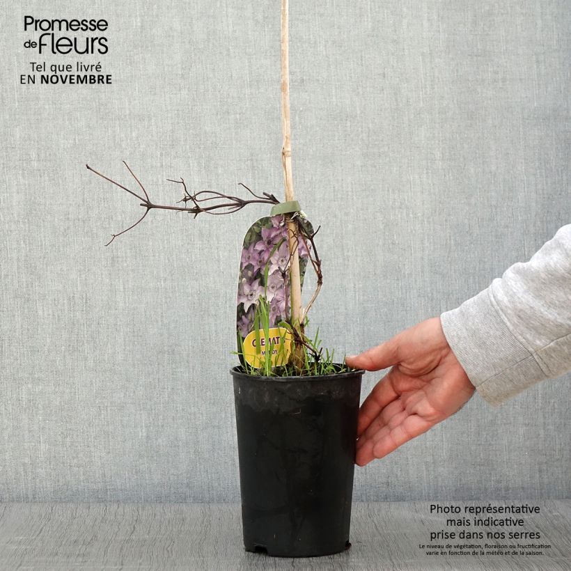 Spécimen de Clématite - Clematis patens Mandy Pot de 2L/3L tel que livré en automne