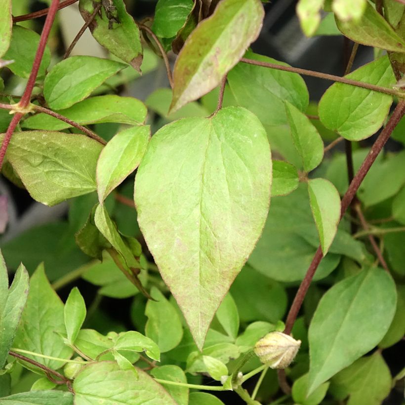 Clématite -Clematis Pernille (Feuillage)