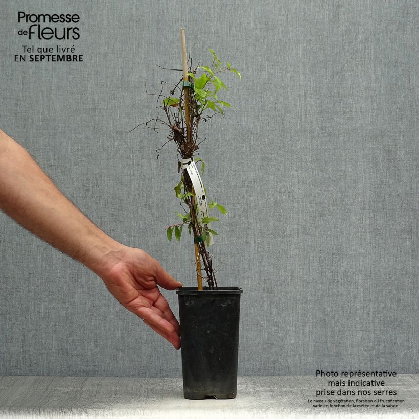 Spécimen de Clématite - Clematis Picardy Pot de 1,5L/2L tel que livré en automne