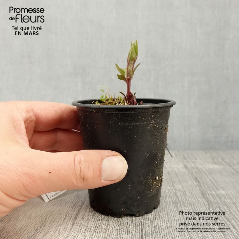 Spécimen de Clématite - Clematis Piilu Godet de 8/9 cm tel que livré au printemps