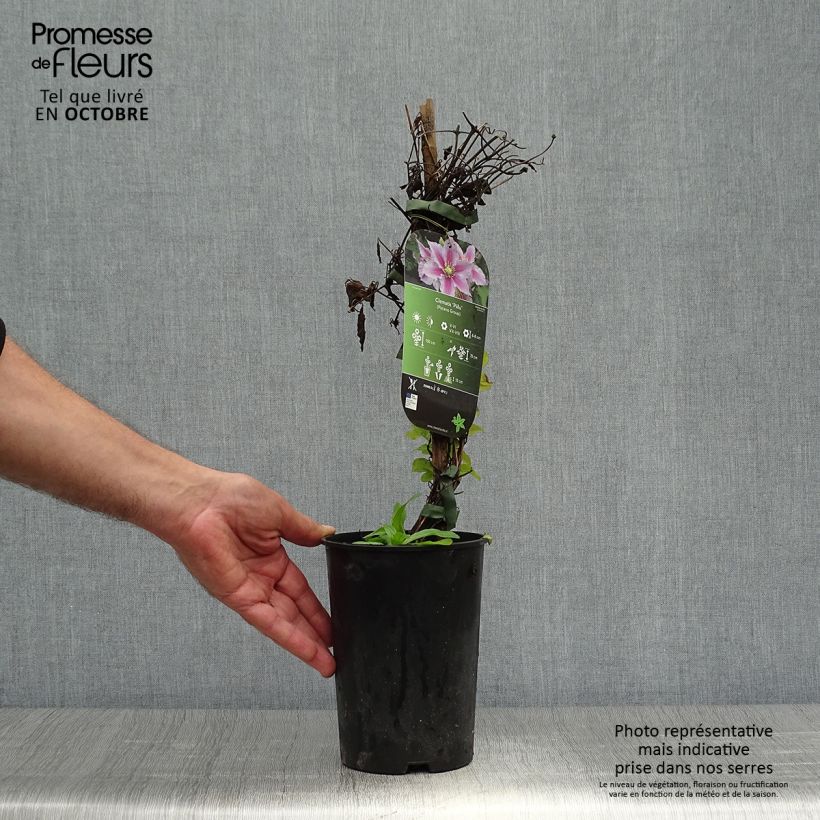 Spécimen de Clématite - Clematis Piilu Pot de 2L/3L tel que livré en automne