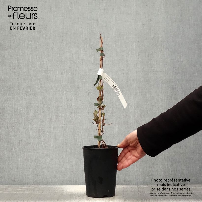 Spécimen de Clématite - Clematis Piilu Pot de 2L/3L tel que livré en hiver