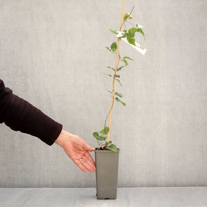 Spécimen de Clématite - Clematis Pistachio Cake Pot de 2L/3L tel que livré en automne