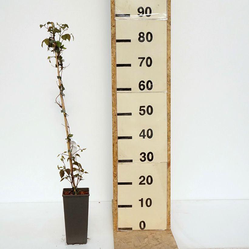 Spécimen de Clématite - Clematis Pistachio Cake Pot de 2L/3L tel que livré au printemps