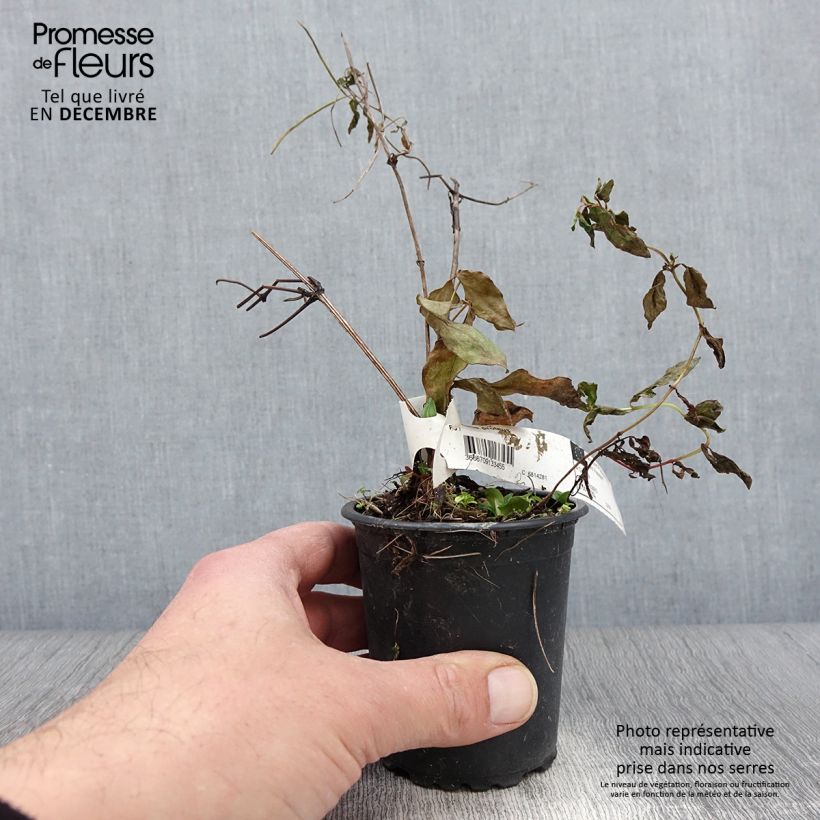 Spécimen de Clématite - Clematis Proteus Godet de 8/9 cm tel que livré en automne