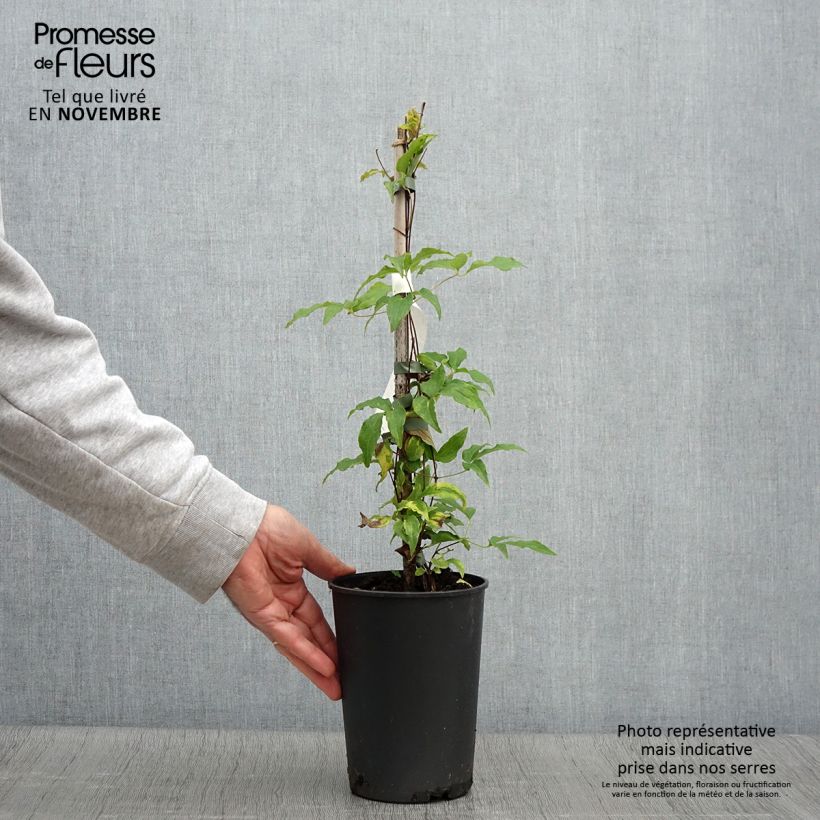 Spécimen de Clématite - Clematis Proteus Pot de 2L/3L tel que livré en automne