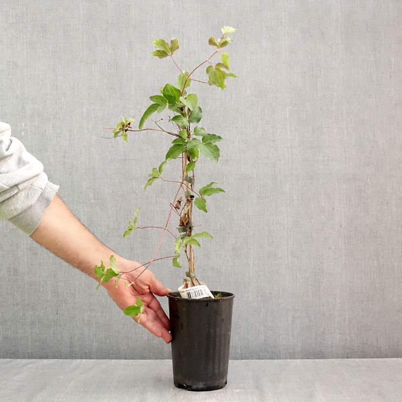 Spécimen de Clématite - Clematis Red Passion Pot de 2L/3L tel que livré en automne