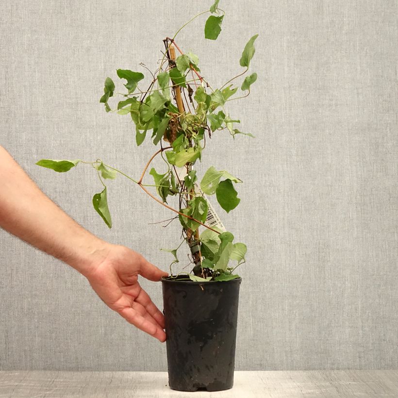 Spécimen de Clématite - Clematis Red Passion Pot de 2L/3L tel que livré en été