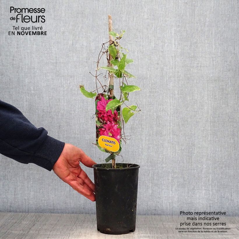 Spécimen de Clématite - Clematis Red Star Pot de 1,5L/2L tel que livré en automne