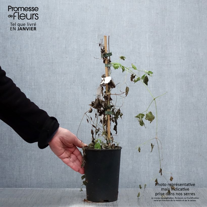 Spécimen de Clématite - Clematis rehderiana Pot de 2L/3L tel que livré en hiver