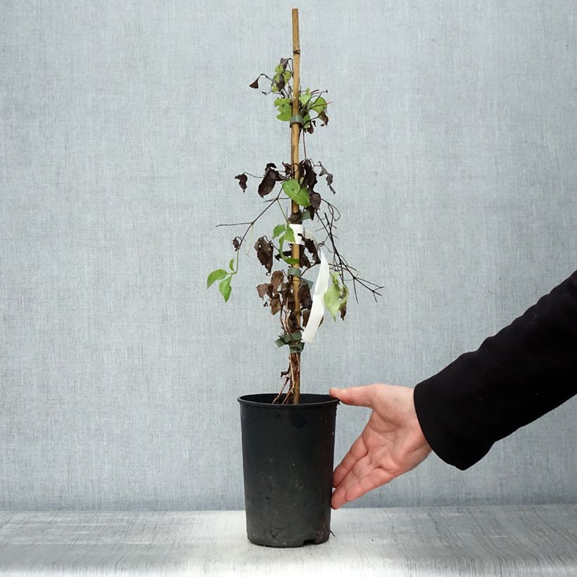 Spécimen de Clématite - Clematis Romantika Pot de 2L/3L tel que livré en automne