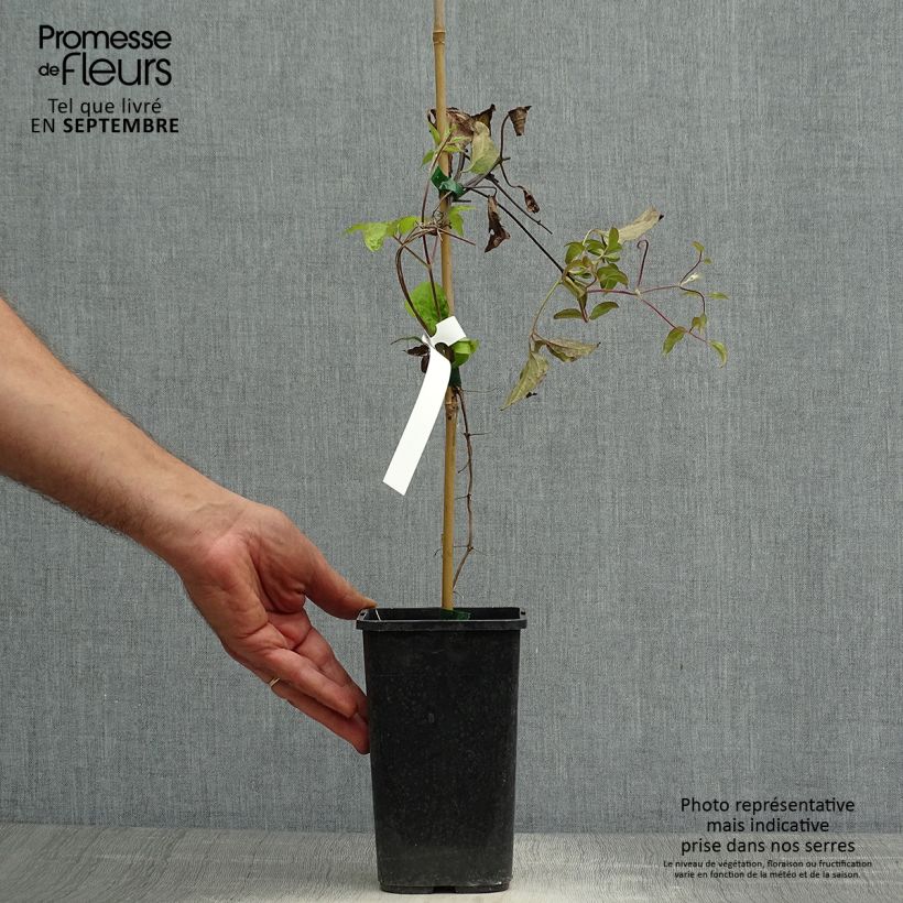 Spécimen de Clématite - Clematis Rosamunde  Pot de 1,5L/2L tel que livré en automne