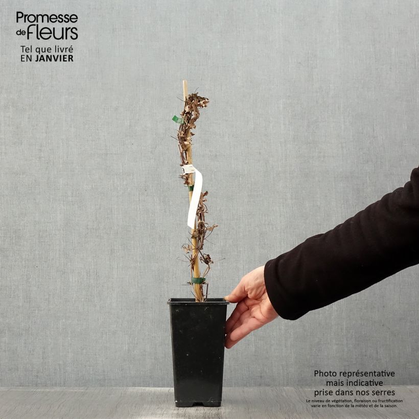 Spécimen de Clématite - Clematis Rosamunde  Pot de 1,5L/2L tel que livré en hiver