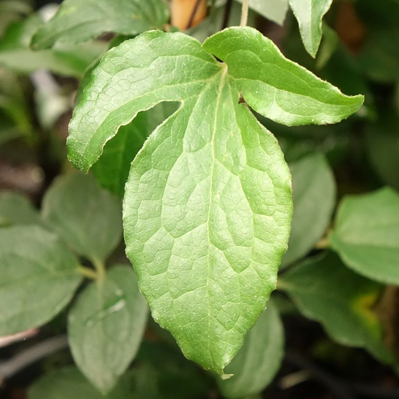 Clématite - Clematis Rosamunde  (Feuillage)