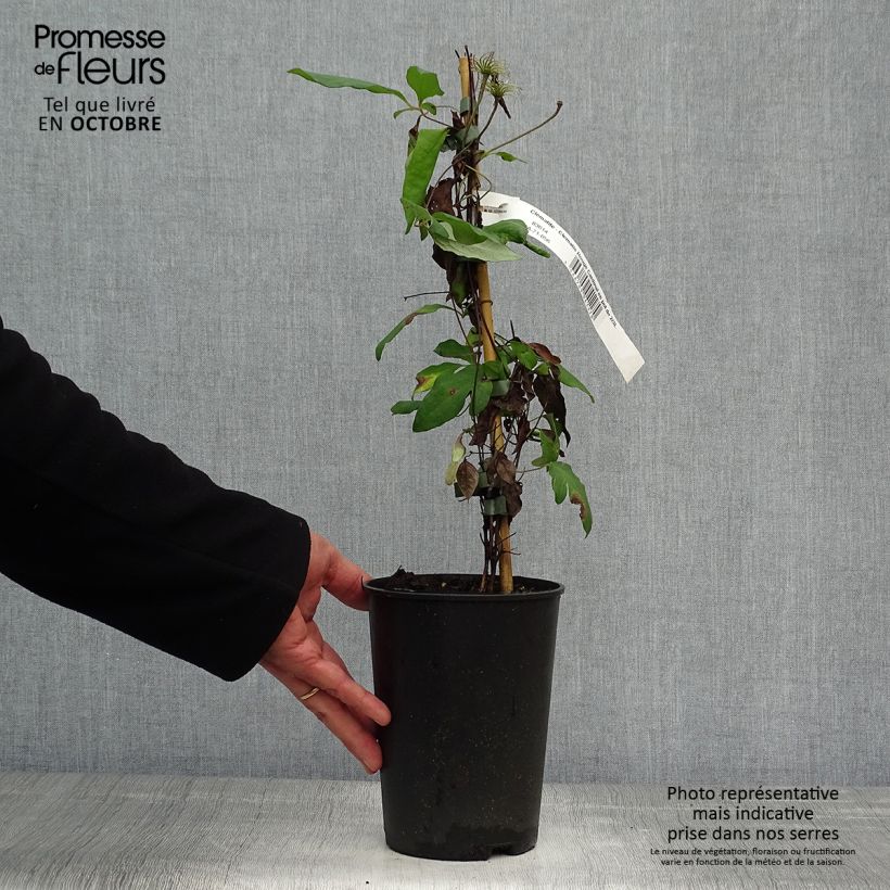 Spécimen de Clématite - Clematis Rouge Cardinal  Pot de 2L/3L tel que livré en automne