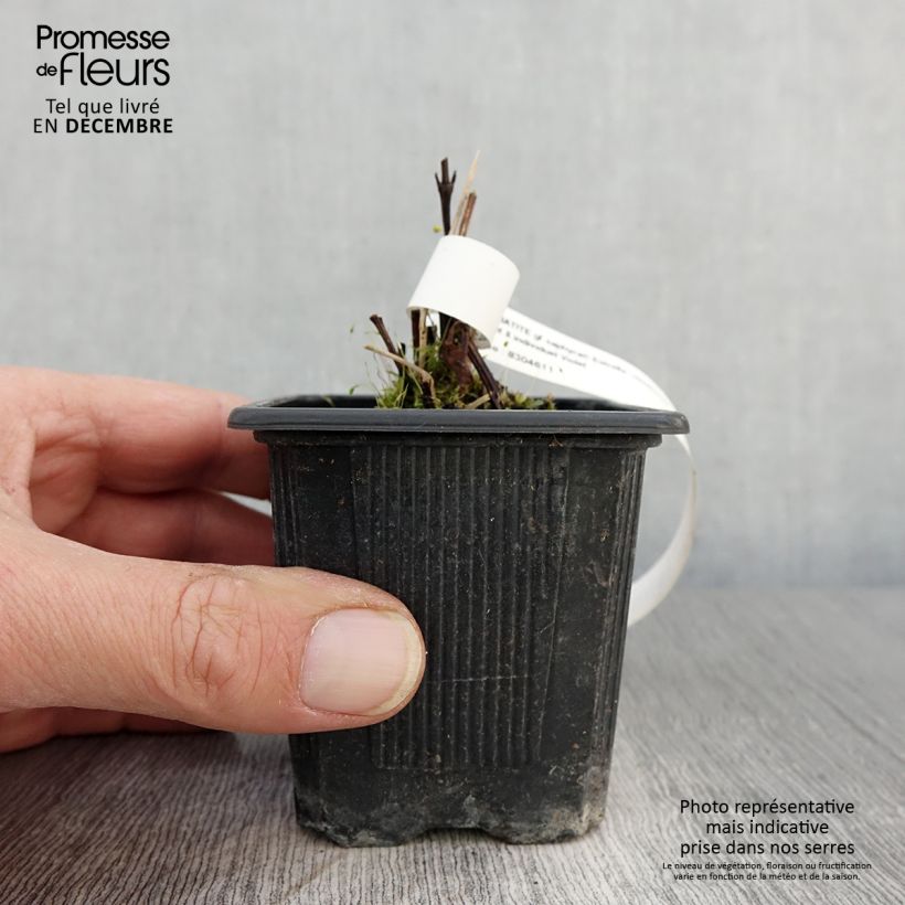 Spécimen de Clématite - Clematis Saphyra Estrella Godet de 8/9 cm tel que livré en automne