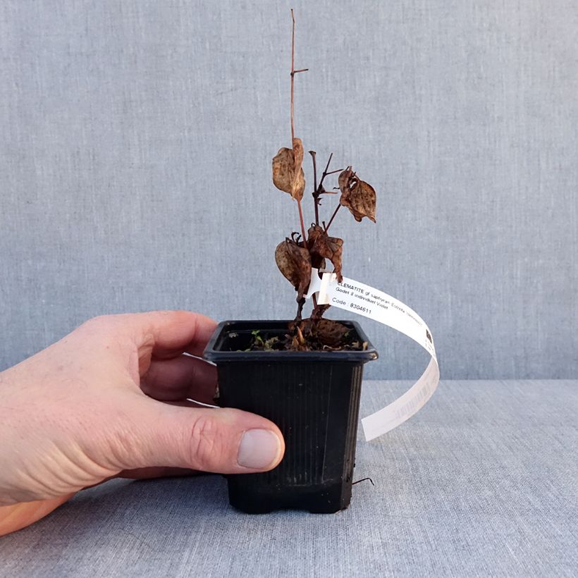 Spécimen de Clématite - Clematis Saphyra Estrella Godet de 8/9 cm tel que livré en hiver