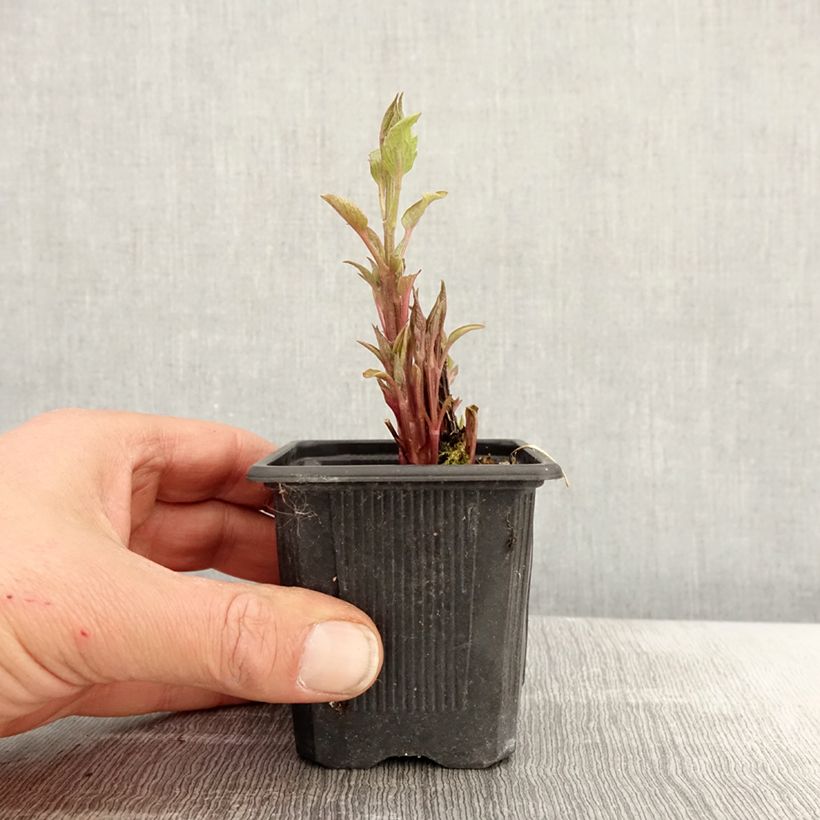 Clematis x integrifolia Saphyra Estrella 8/9 cm pot sample as delivered in spring