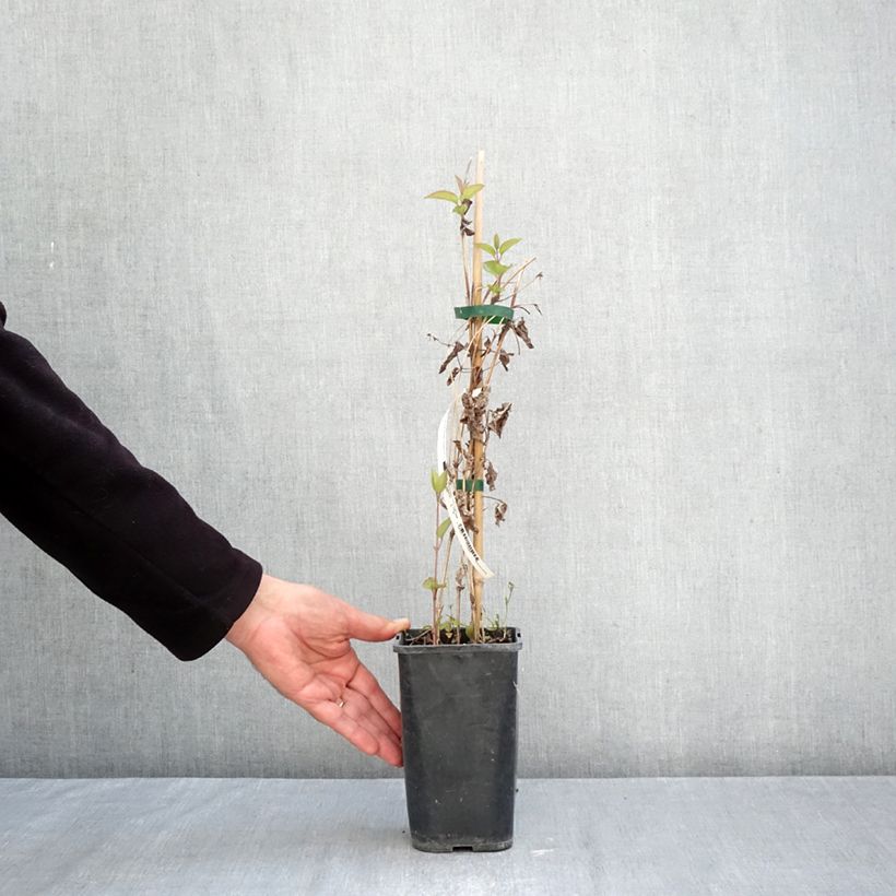 Spécimen de Clématite - Clematis Saphyra Estrella Pot de 1,5L/2L tel que livré en automne
