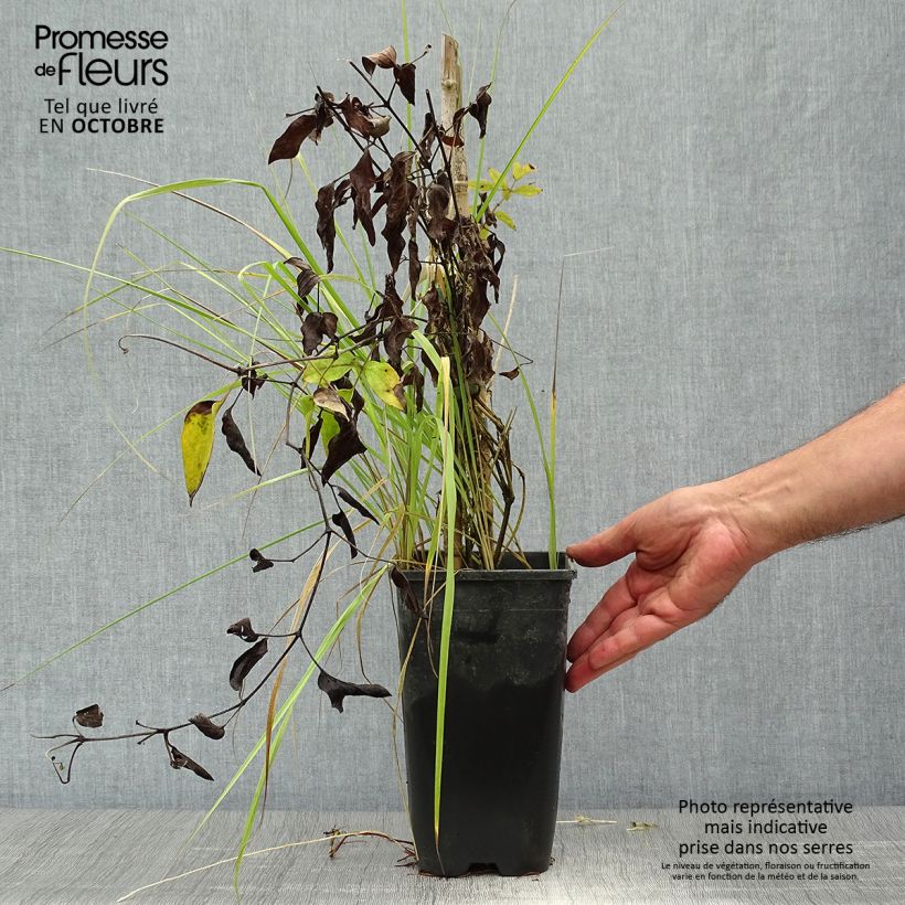 Spécimen de Clématite - Clematis Saphyra Indigo Pot de 2L/3L tel que livré en automne