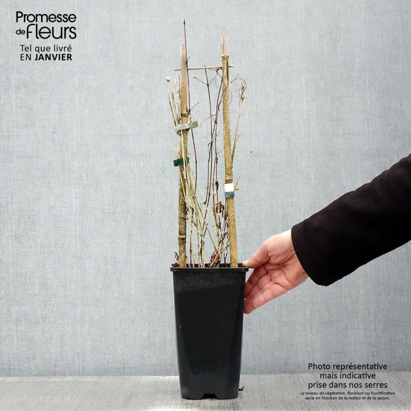 Spécimen de Clématite - Clematis Saphyra Indigo Pot de 2L/3L tel que livré en hiver