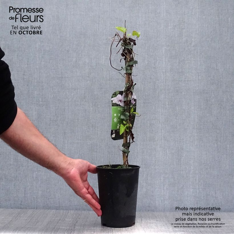 Spécimen de Clématite - Clematis Snow Queen Pot de 2L/3L tel que livré en automne