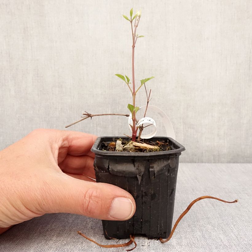 Spécimen de Clématite - Clematis Star of India Godet de 8/9 cm tel que livré au printemps