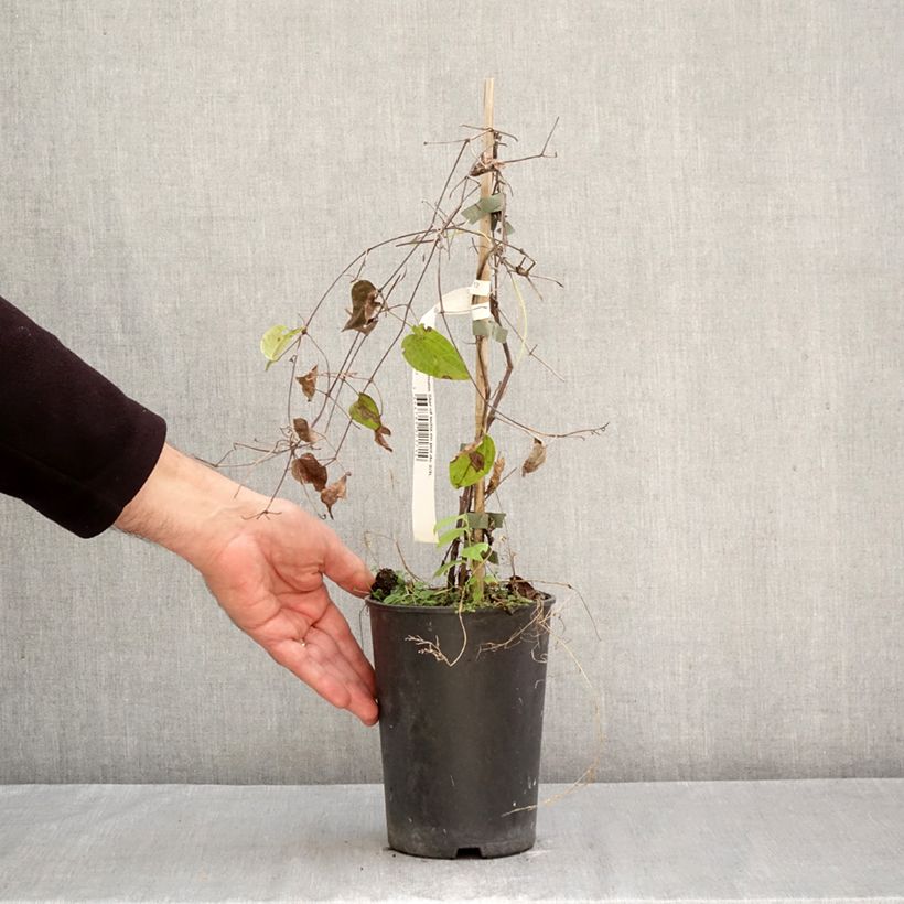 Spécimen de Clématite - Clematis Star of India Pot de 2L/3L tel que livré en automne