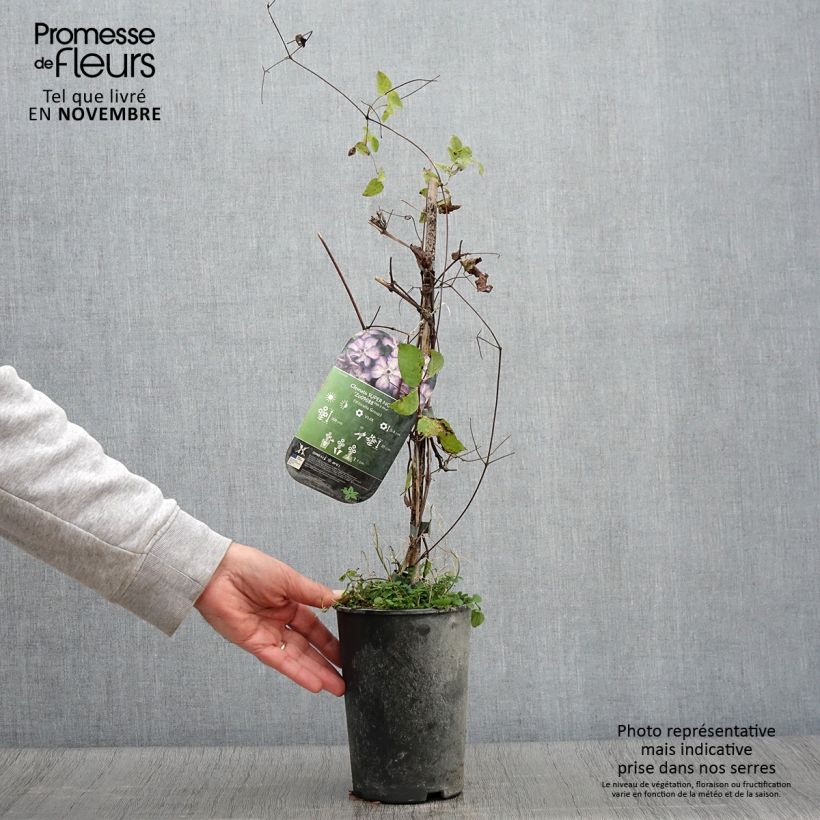 Spécimen de Clématite - Clematis Super Nova   Pot de 2L/3L tel que livré en automne