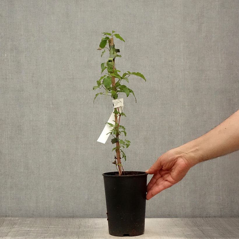 Spécimen de Clématite - Clematis Taiga  Pot de 1,5L/2L tel que livré en été