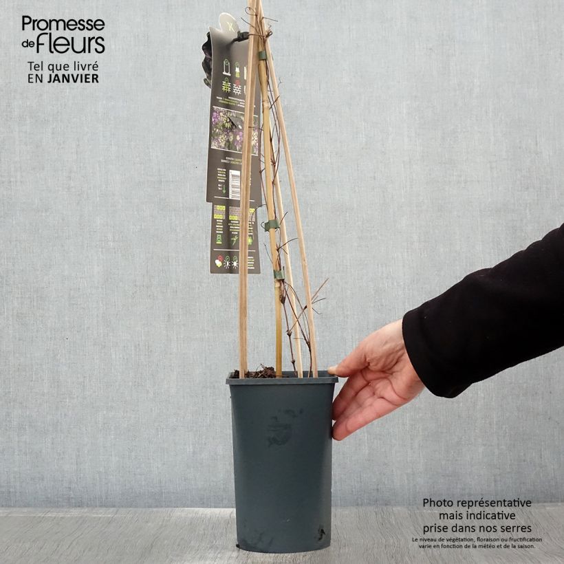 Spécimen de Clématite - Clematis Taiga  Pot de 1,5L/2L tel que livré en hiver