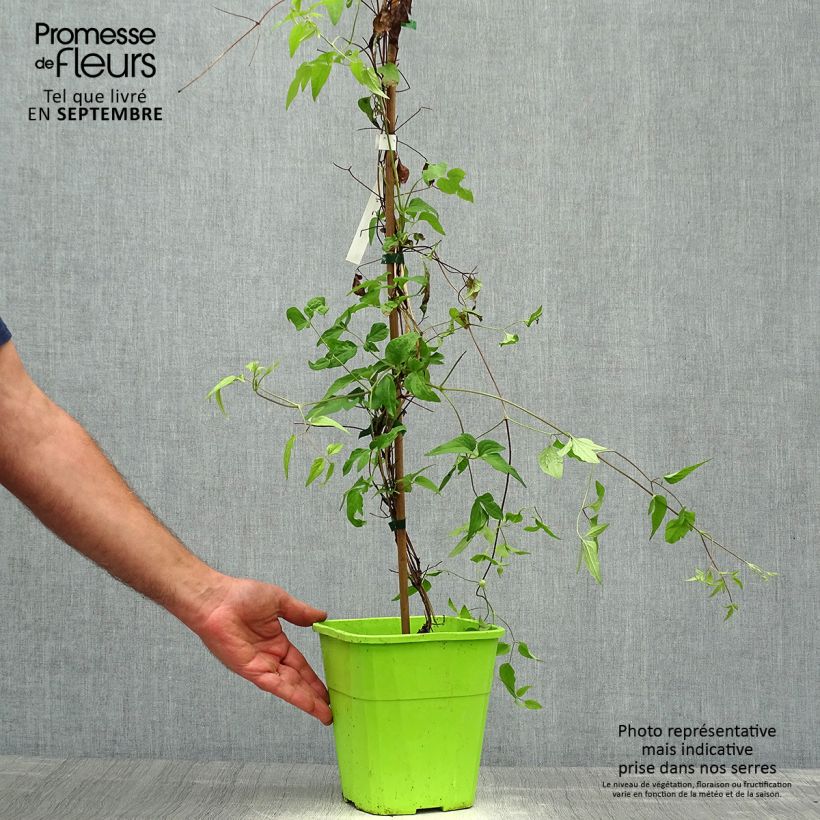 Spécimen de Clématite - Clematis Taiga  Pot de 3L/4L tel que livré en automne