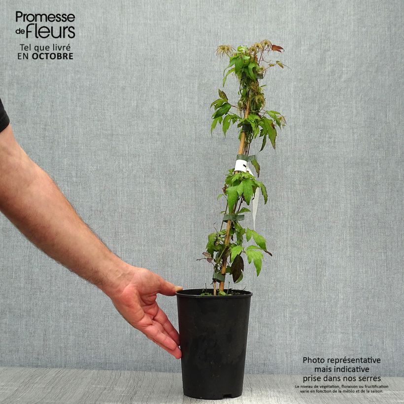 Spécimen de Clématite - Clematis tangutica Grace Pot de 2L/3L tel que livré en automne