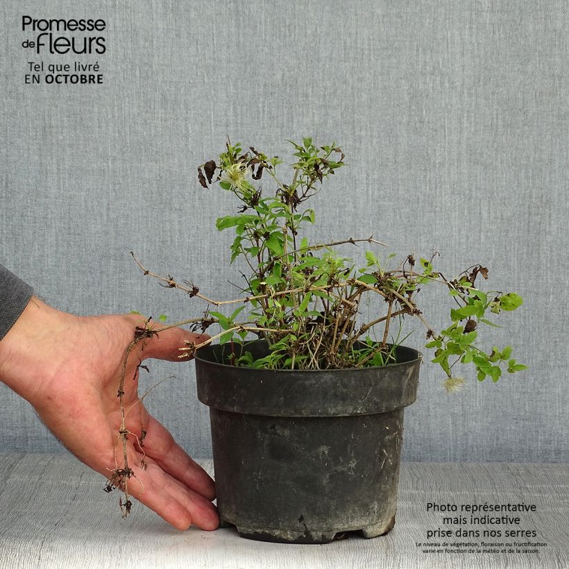 Spécimen de Clématite - Clematis tangutica Little Lemons Pot de 2L/3L tel que livré en automne