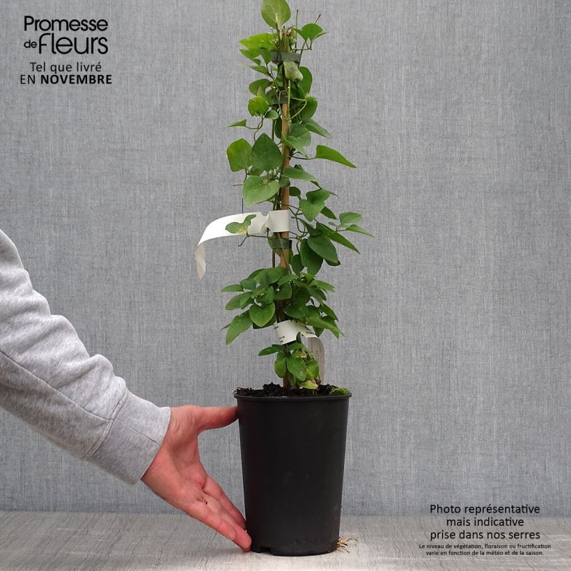 Spécimen de Clématite - Clematis terniflora Pot de 2L/3L tel que livré en automne