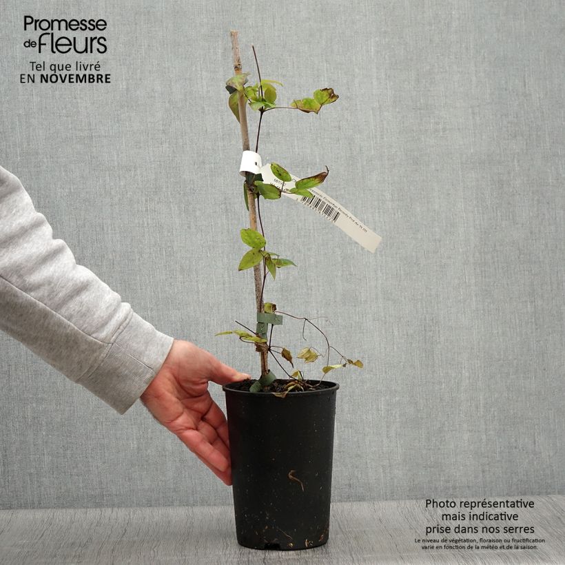 Spécimen de Clématite - Clematis Texensis Gravetye Beauty Pot de 2L/3L tel que livré en automne