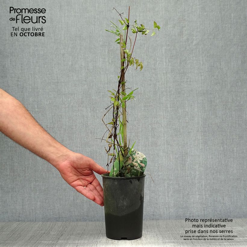Spécimen de Clématite - Clematis texensis Mienie Belle Pot de 2L/3L tel que livré en automne