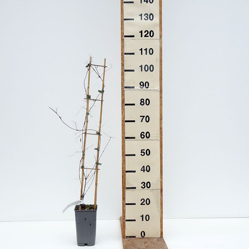 Spécimen de Clématite - Clematis texensis Notre-Dame de Paris Pot de 3L/4L tel que livré en hiver
